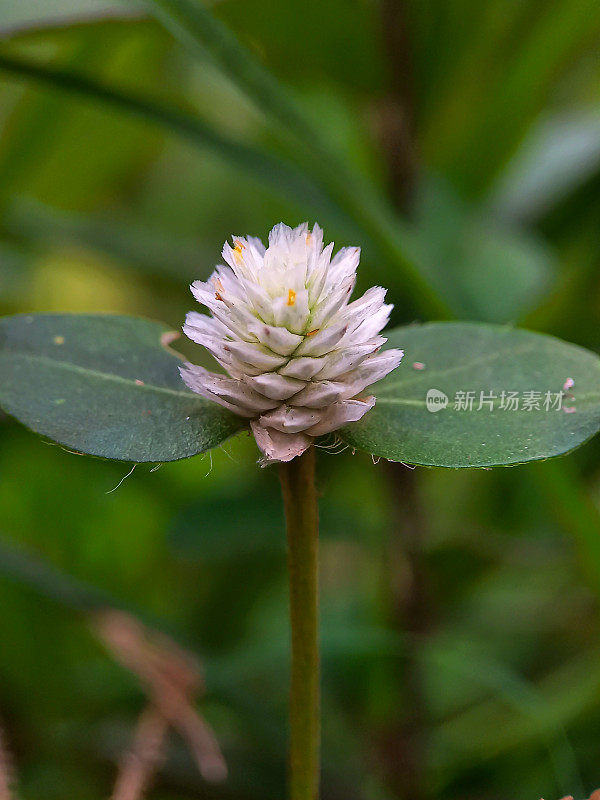 克列马(Altenanthera sessilis)是一种印度尼西亚药用植物。